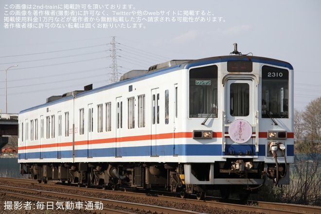 【関鉄】『関鉄「お花見ビール列車」』が運転(2024)を不明で撮影した写真