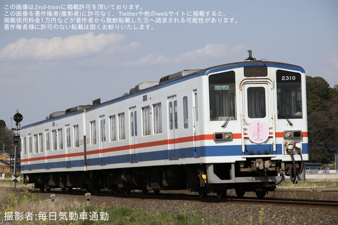 【関鉄】『関鉄「お花見ビール列車」』が運転(2024)を不明で撮影した写真