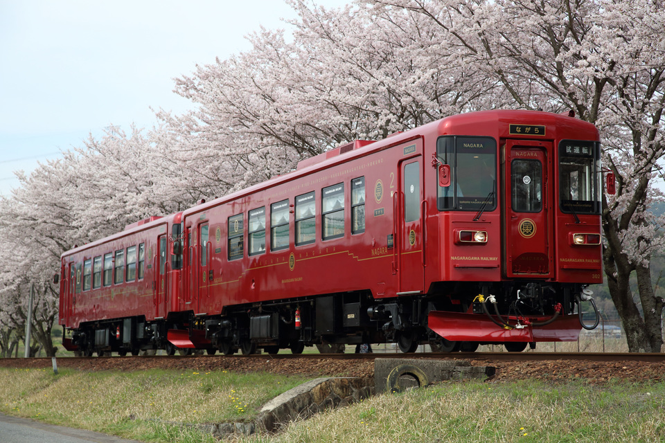 【長良川】ナガラ300形301号+302号観光列車「ながら」公開試運転の拡大写真