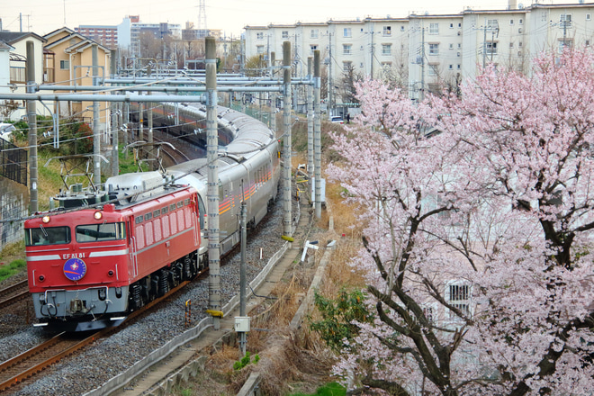 【JR東】EF81-81牽引カシオペア紀行を東大宮～蓮田間で撮影した写真