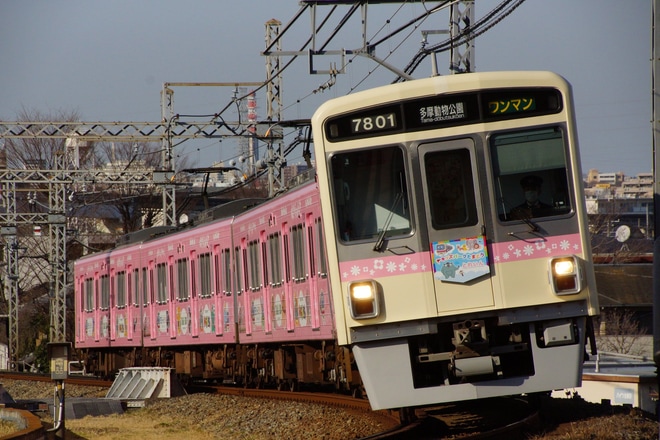 【京王】TamazooTrain(7801F)がピンク色にを不明で撮影した写真