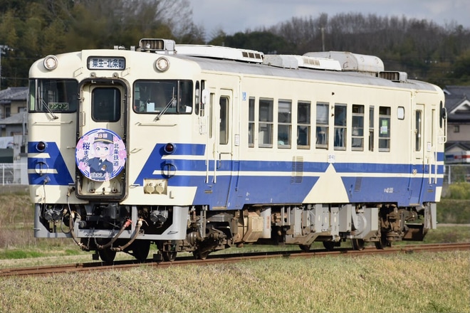 【北条】キハ40-535へ「北条鉄道 桜まつり」ヘッドマーク取り付けを不明で撮影した写真