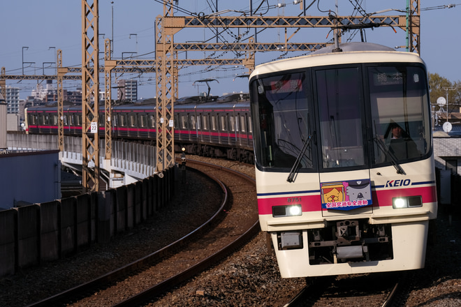 【京王】8000系8701Fに全国交通安全運動HM掲出を京王稲田堤駅で撮影した写真