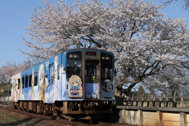 【のと鉄】急行ゆのさぎ〜緒花見列車〜(2022) 運行を笠師保駅付近で撮影した写真