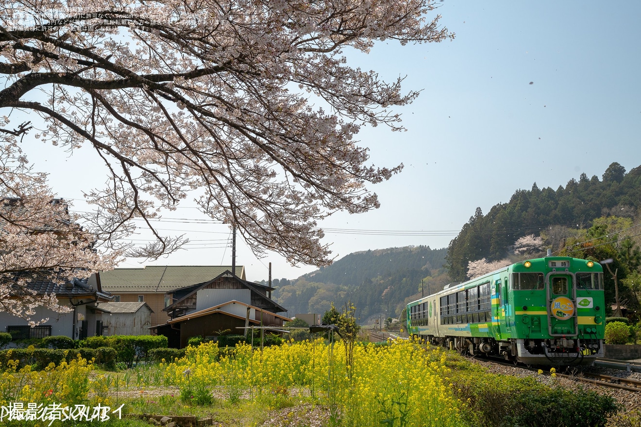 【JR東】快速「春の水郡風っこ」を臨時運行の拡大写真