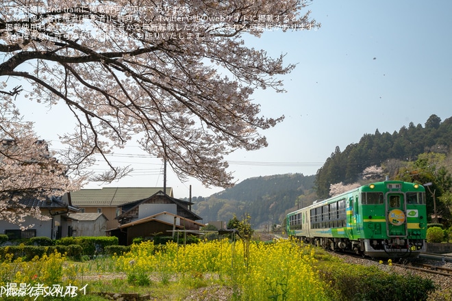 【JR東】快速「春の水郡風っこ」を臨時運行を不明で撮影した写真