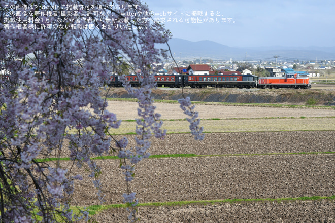 【JR東】喜多方しだれ桜満喫号が運転を喜多方～山都間で撮影した写真