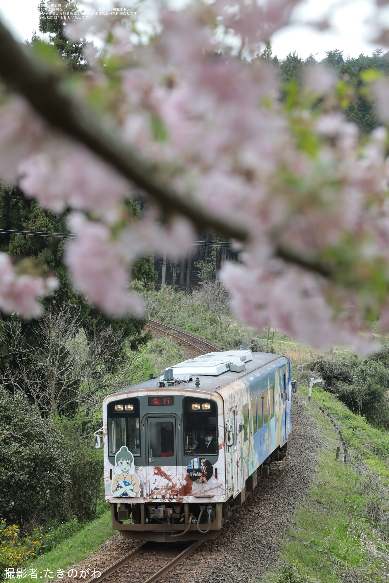 【のと鉄】急行ゆのさぎ〜緒花見列車〜(2023) 運行の拡大写真