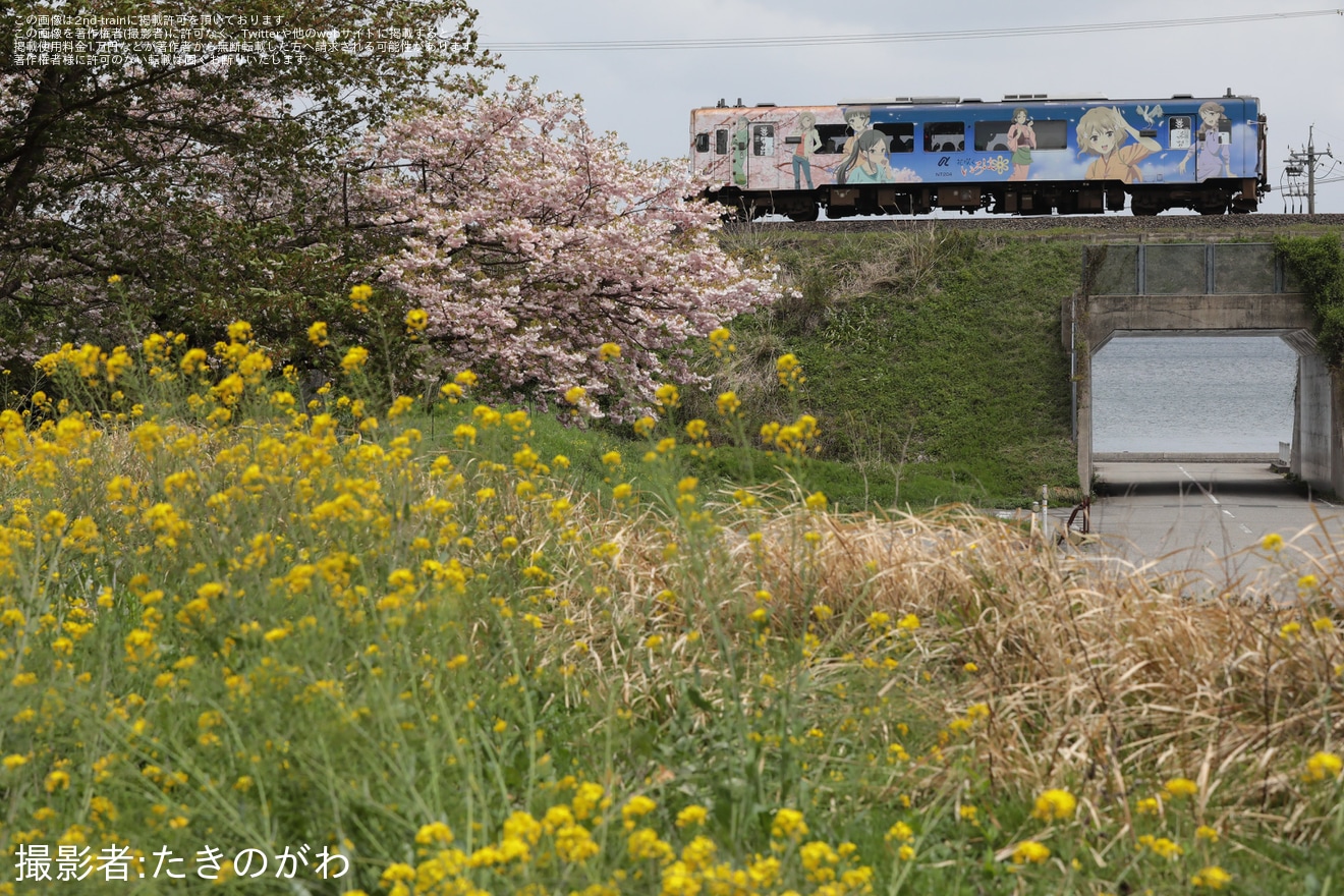 【のと鉄】急行ゆのさぎ〜緒花見列車〜(2023) 運行の拡大写真