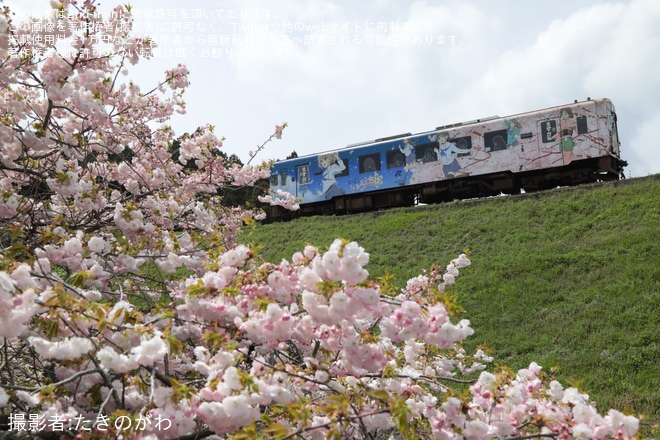 【のと鉄】急行ゆのさぎ〜緒花見列車〜(2023) 運行を不明で撮影した写真