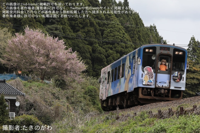 【のと鉄】急行ゆのさぎ〜緒花見列車〜(2023) 運行を不明で撮影した写真