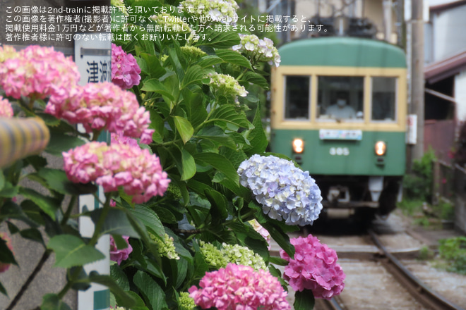 【江ノ電】300形305Fが紫陽花サボ掲出を長谷～極楽寺間で撮影した写真