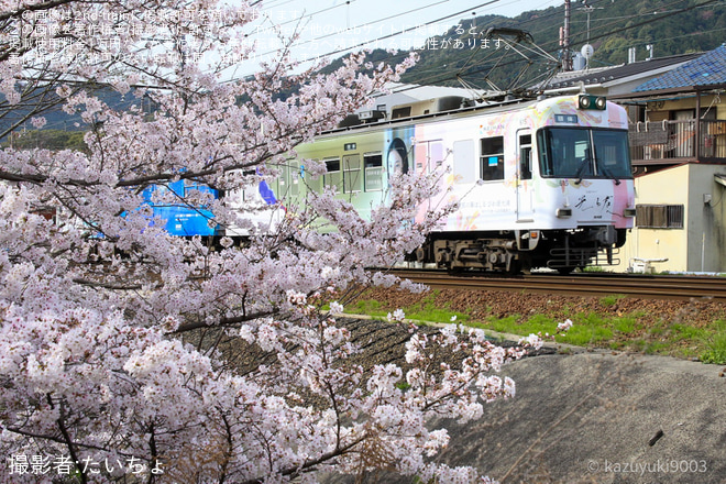 【京阪】大津の京阪電車を愛する会『お花見電車』運転を大津市役所前～京阪大津京間で撮影した写真
