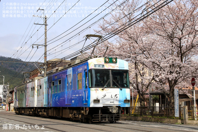【京阪】大津の京阪電車を愛する会『お花見電車』運転