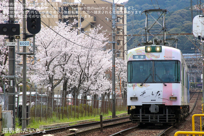 【京阪】大津の京阪電車を愛する会『お花見電車』運転を石山寺～唐橋前間で撮影した写真