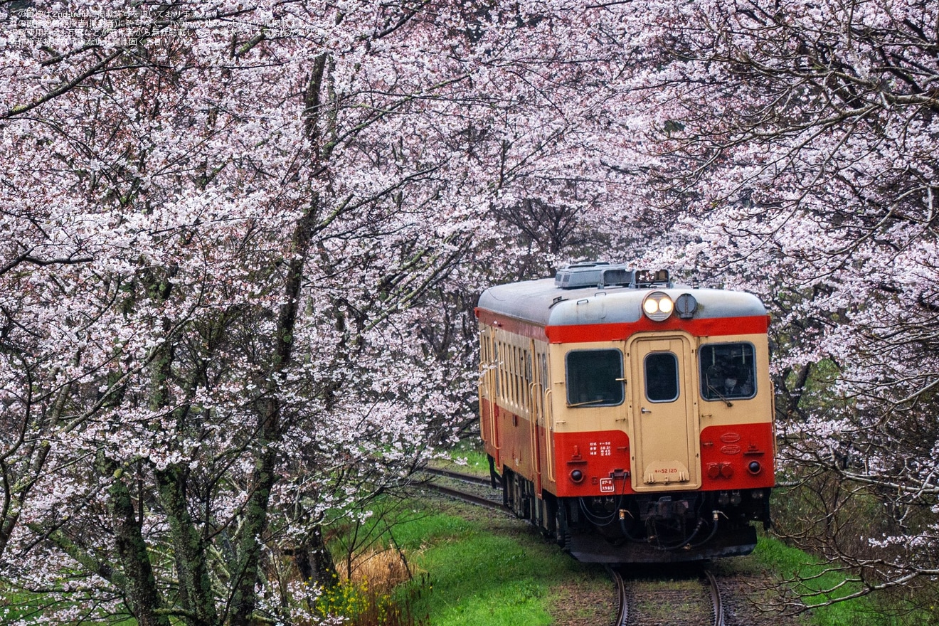 【特集】桜が満開、桜模様の列車の写真を紹介(2024年）の拡大写真