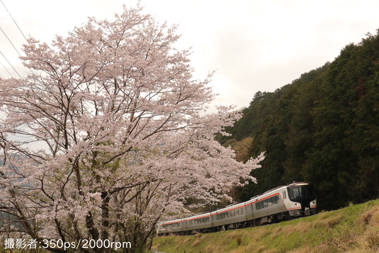 【特集】桜が満開、桜模様の列車の写真を紹介(2024年）の拡大写真