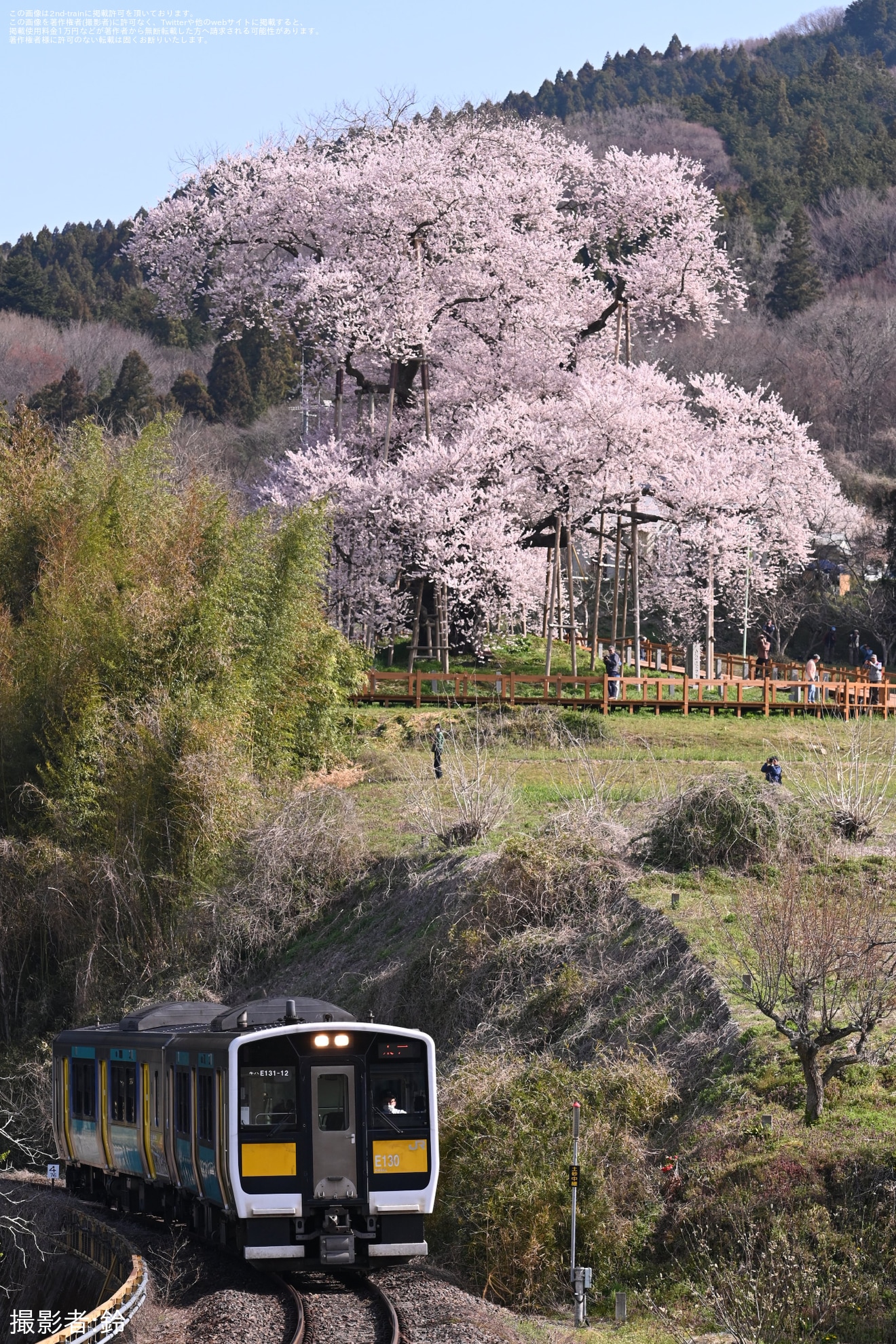 【特集】桜が満開、桜模様の列車の写真を紹介(2024年）の拡大写真