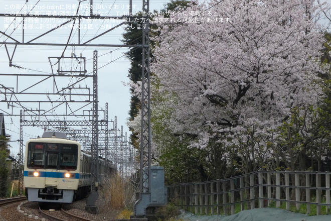 【特集】桜が満開、桜模様の列車の写真を紹介(2024年）を善行～六会日大前間で撮影した写真