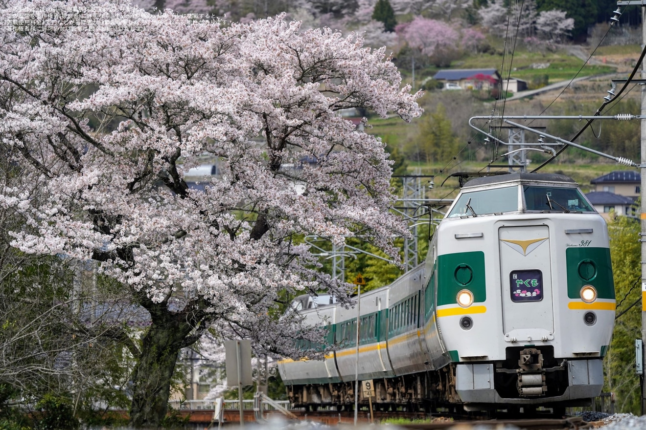 【特集】桜が満開、桜模様の列車の写真を紹介(2024年）の拡大写真