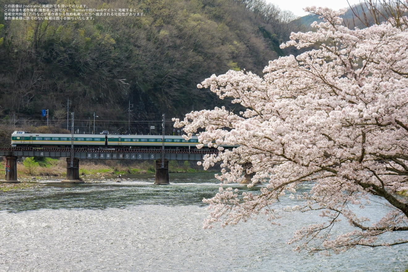 【特集】桜が満開、桜模様の列車の写真を紹介(2024年）の拡大写真