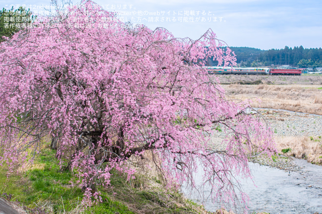 【特集】桜が満開、桜模様の列車の写真を紹介(2024年）を宝積寺～氏家間で撮影した写真