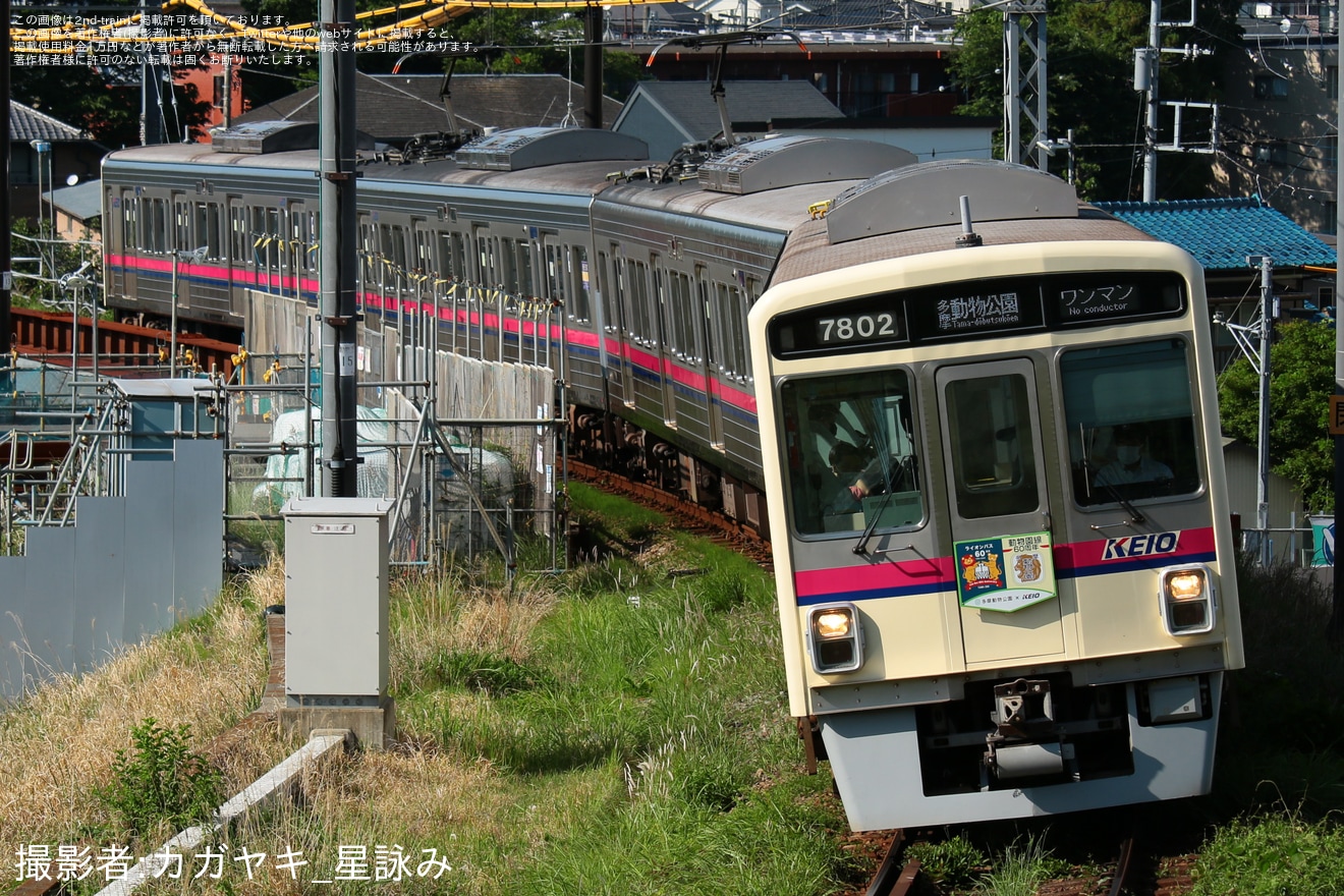 【京王】動物園線開通・ライオンバス運行開始60周年記念ヘッドマーク取り付けの拡大写真