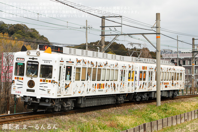 【和歌山電鐵】2270系2275F「たま電車」伊太祁曽出場試運転