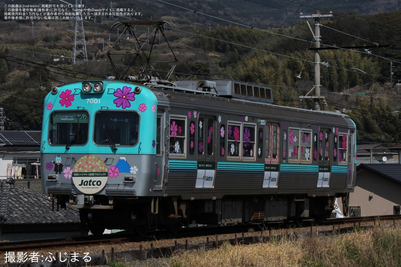 【岳南】岳南電車7001号に芝桜ラッピング 「桜電車」運行開始の拡大写真