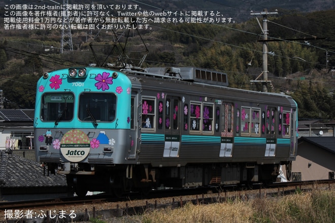 【岳南】岳南電車7001号に芝桜ラッピング 「桜電車」運行開始を不明で撮影した写真