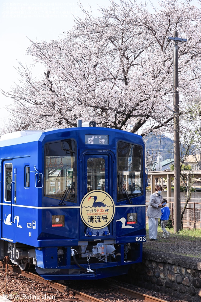 【養老】ナガラ600形603「清流号」運行開始（3枚目）