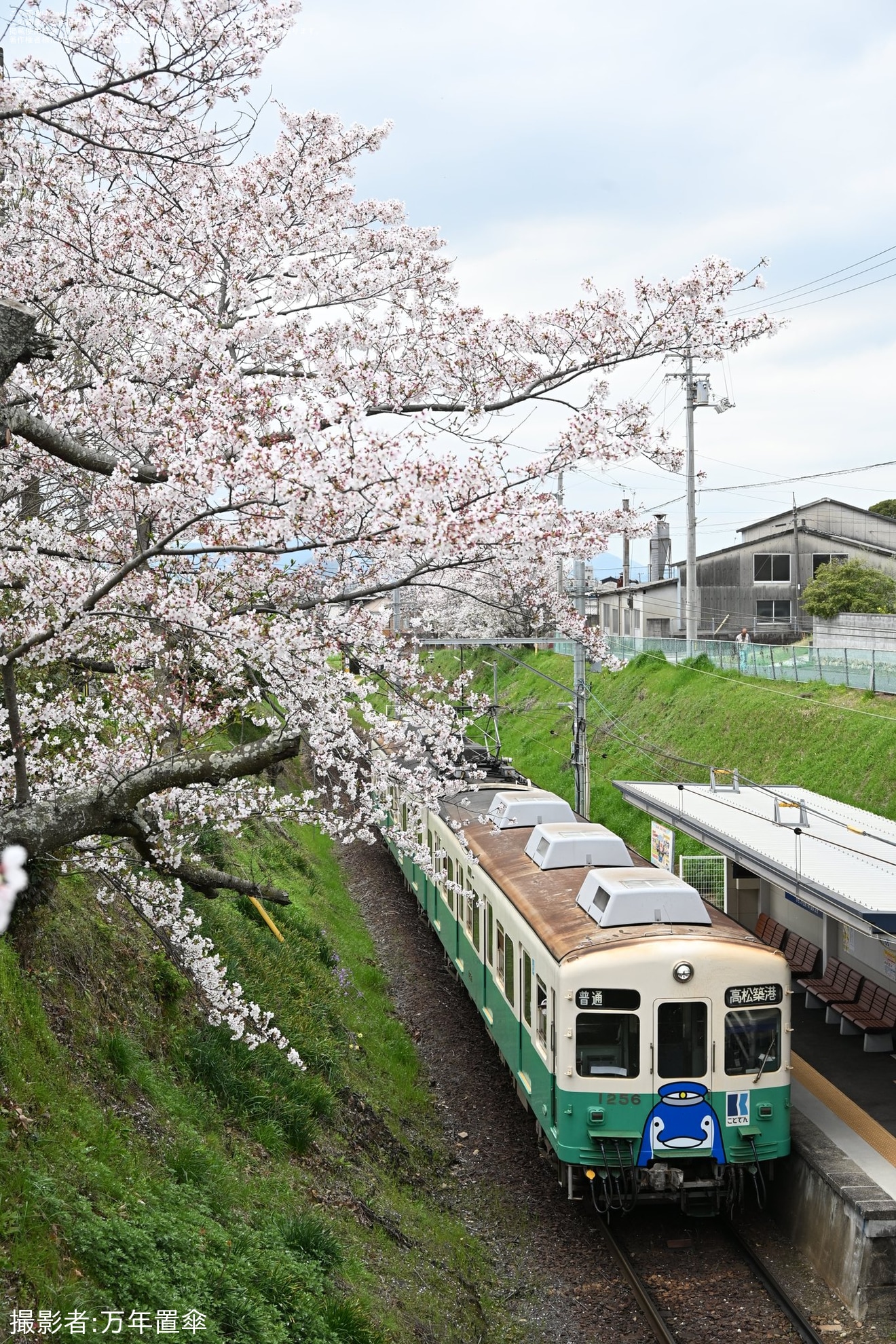 【ことでん】「復刻ことちゃんひやく号」琴平線で運行の拡大写真