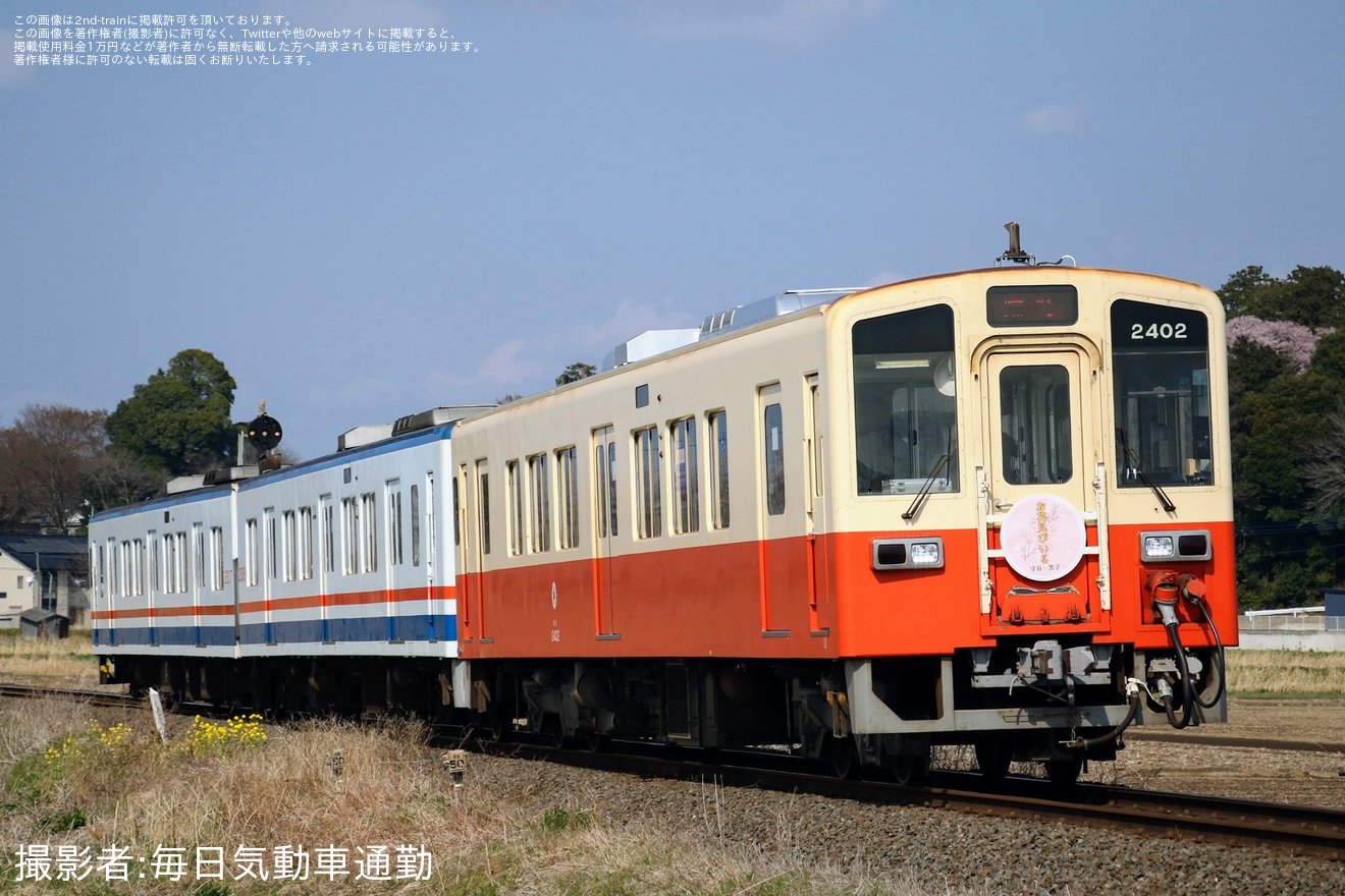 【関鉄】「関鉄お花見ビール列車」が運転(2026)の拡大写真