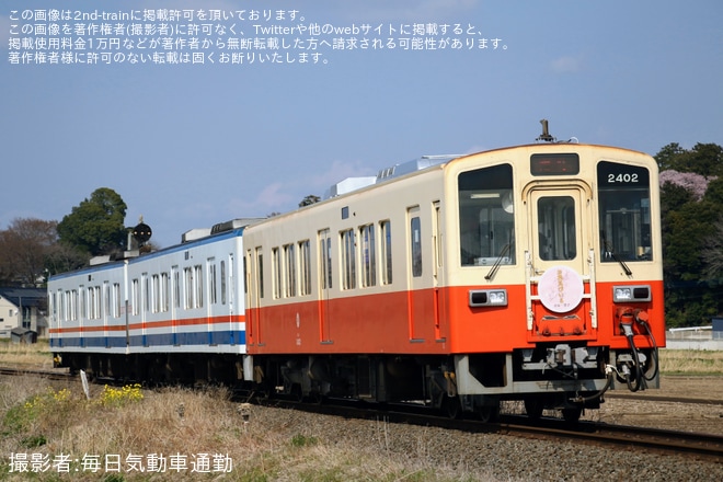 【関鉄】「関鉄お花見ビール列車」が運転(2026)（2枚目）