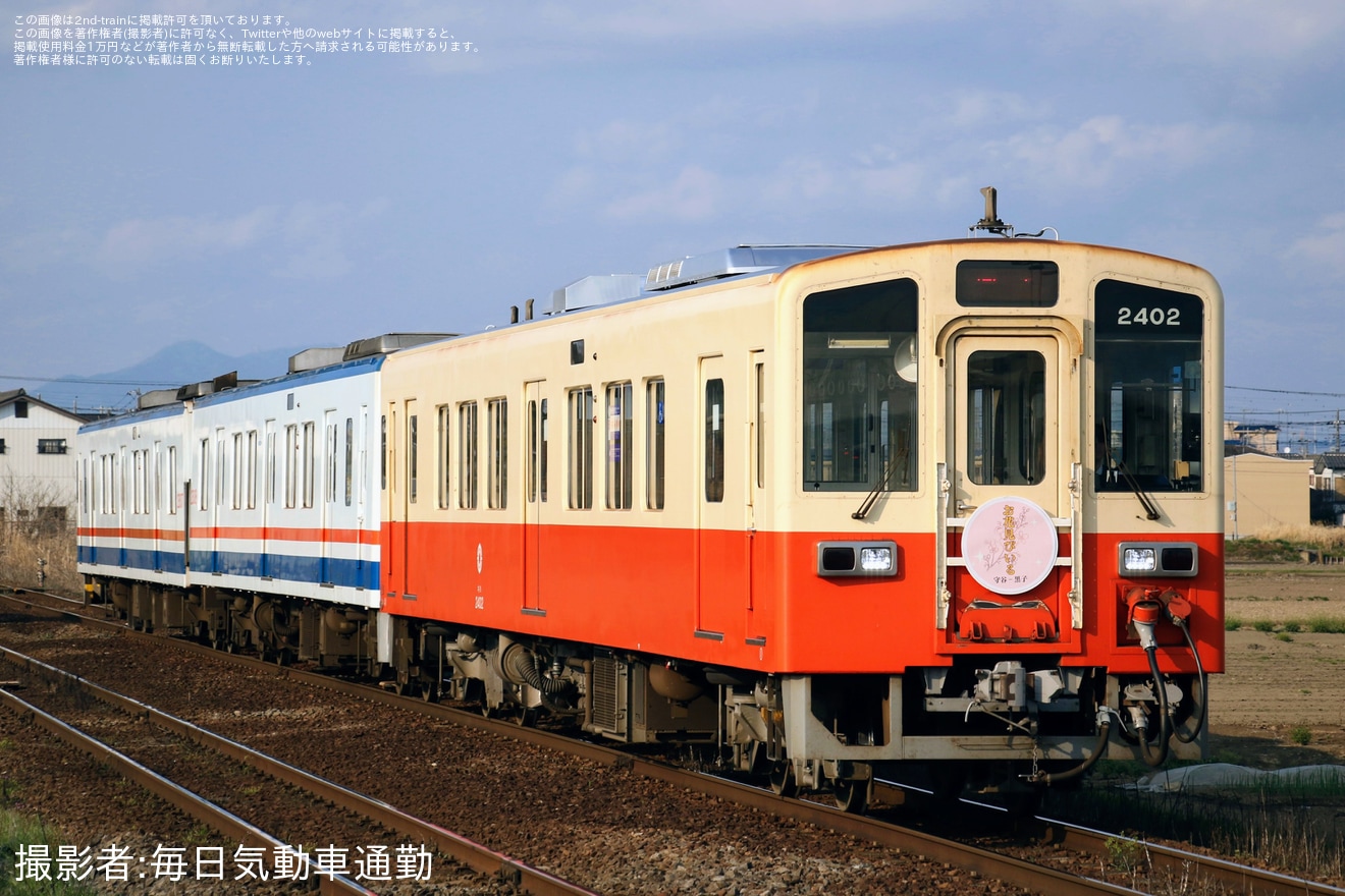 【関鉄】「関鉄お花見ビール列車」が運転(2026)の拡大写真