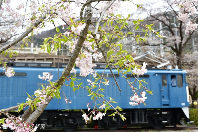 【JR東】勝沼ぶどう郷駅での「勝沼さくらマルシェ」開催に伴い「EF64形車内見学会」開催 - 勝沼ぶどう郷駅にて撮影