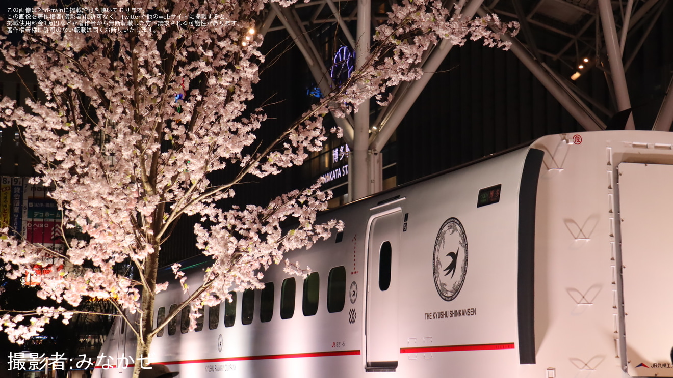 【JR九】「つばめの大冒険」で800系U005編成1号車がサクラ色に　博多駅前広場で桜ペインティング公開の拡大写真