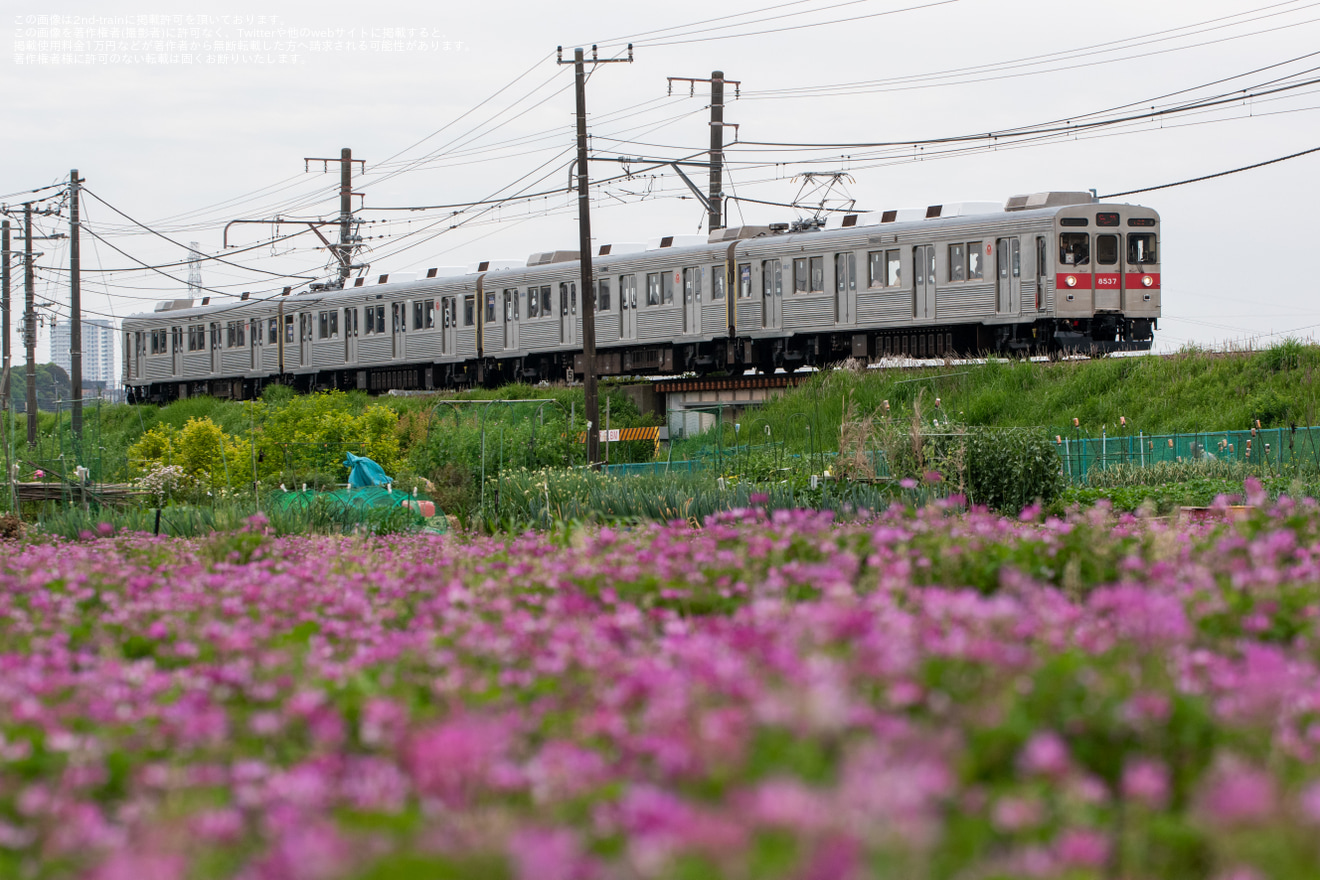 【東急】8500系8637Fを使用したこどもの国線GW臨時列車運行の拡大写真