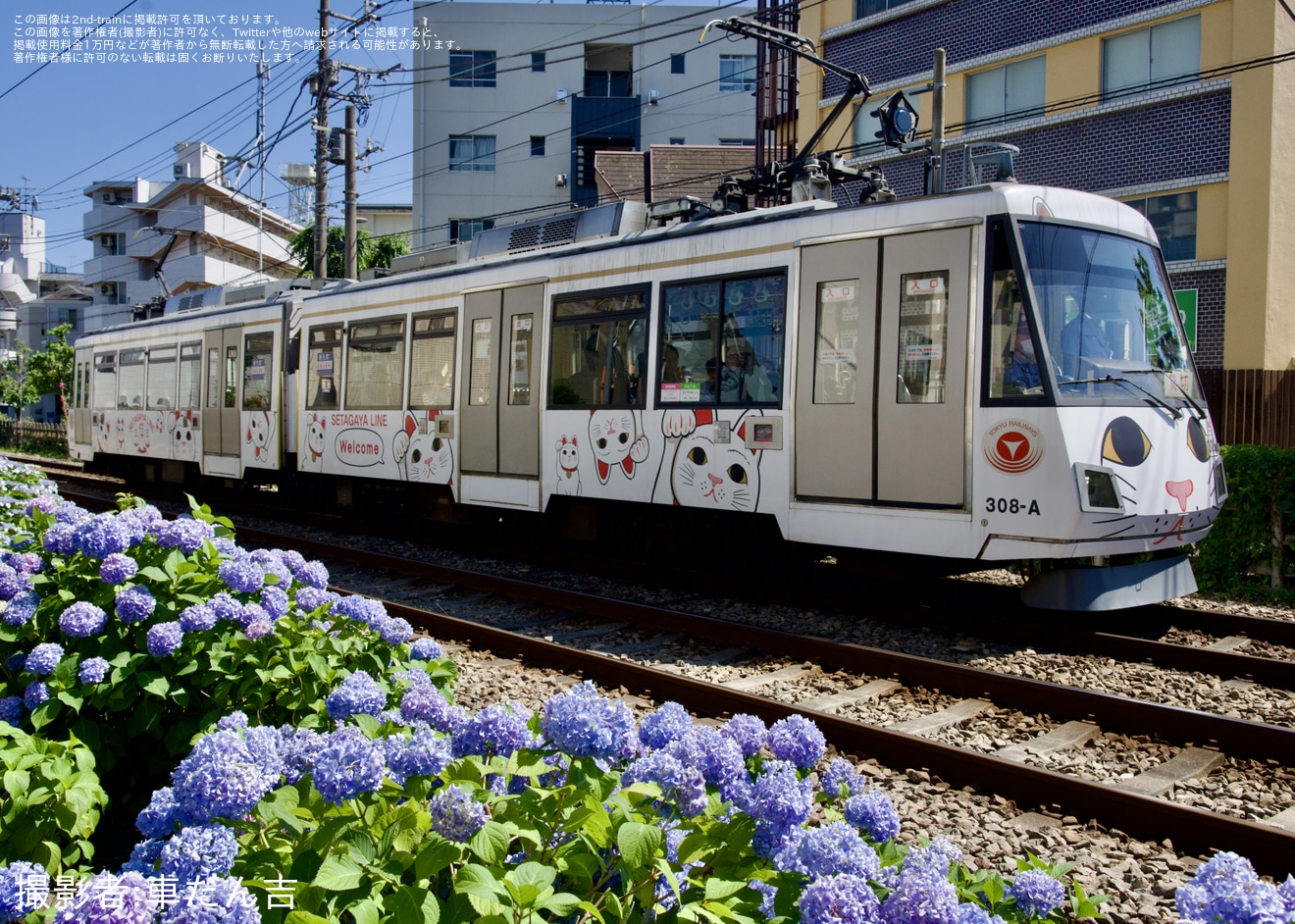 【東急】世田谷線 300系308F「招き猫ラッピング」 貸切電車の拡大写真