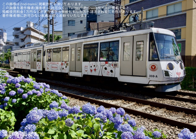 【東急】世田谷線 300系308F「招き猫ラッピング」 貸切電車を山下～松原間で撮影した写真